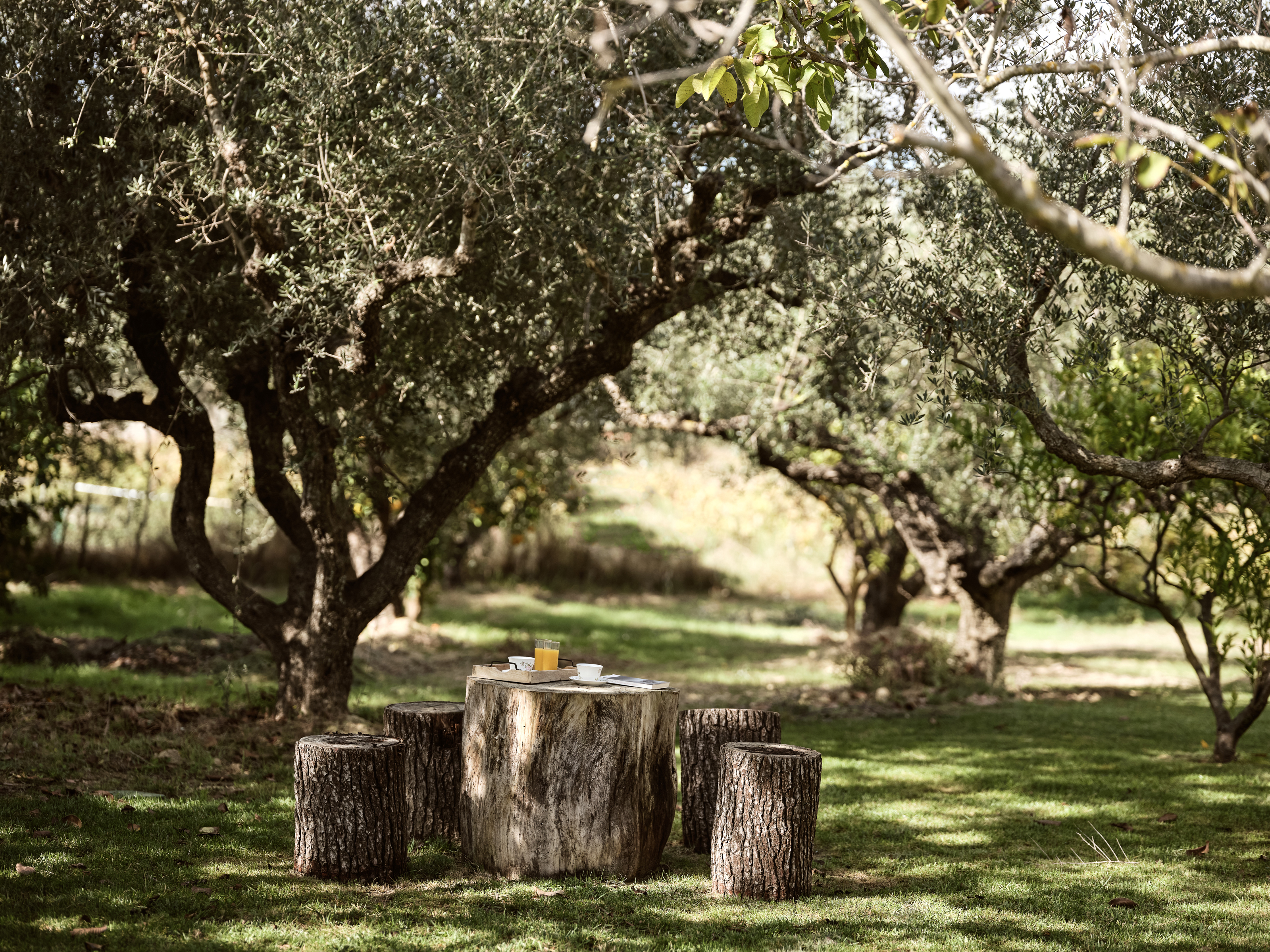 The garden area has been gifted with olive trees & plants.